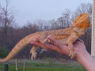 ceasarfullbody