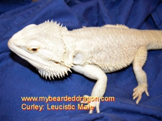 Curleytalonsdad