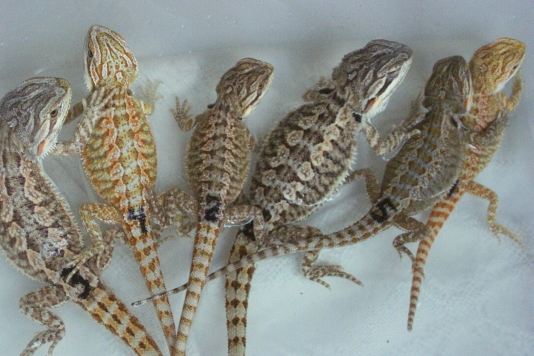flame x ruby hatch 7-23