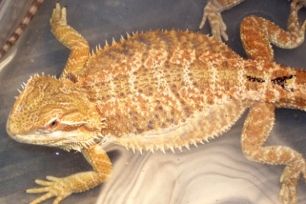 1A
