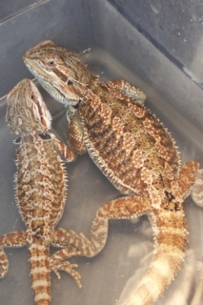 1B
