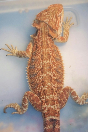 7C
