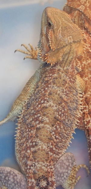8C