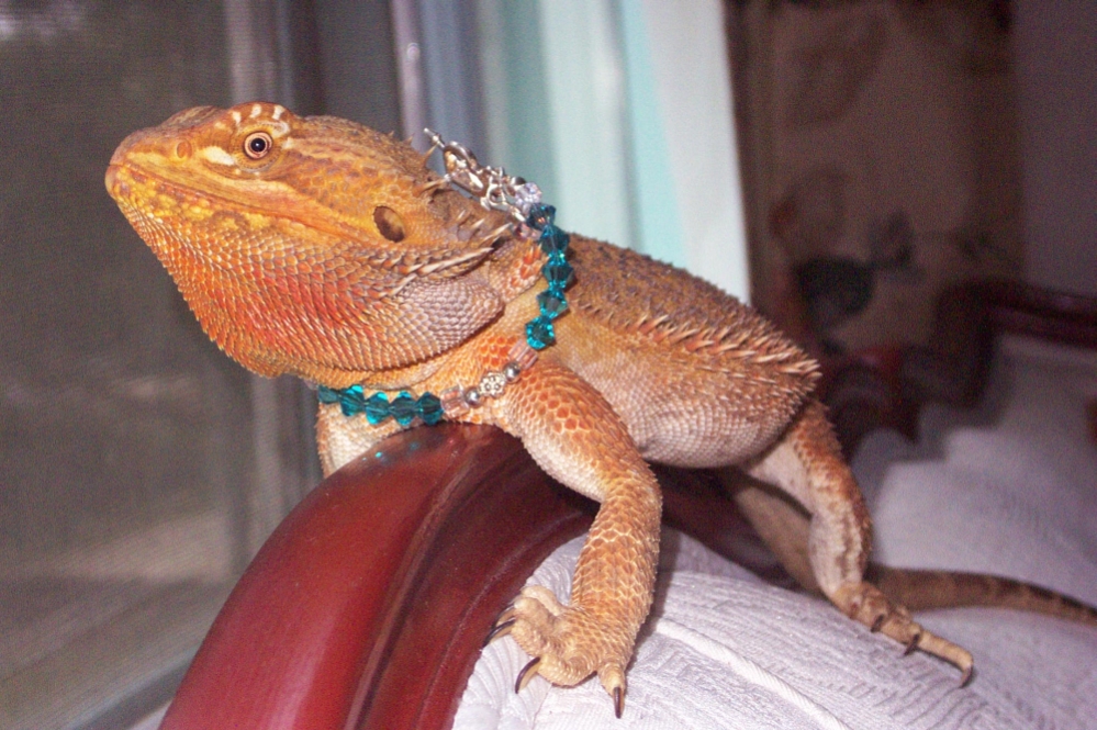 Jewel