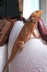 Pamperjewel