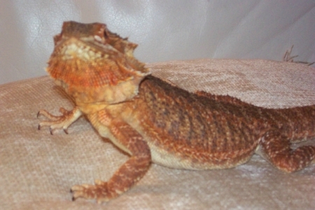 ruby
