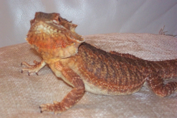 Ruby