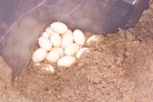 Sandy's eggs