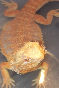 head