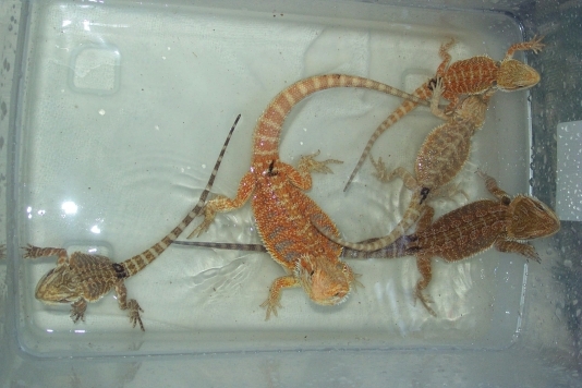 jewel x talon hatched 6-3-06 #7-11