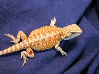 Talonhatchling