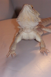Talon chinweb