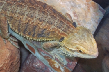 blaze juvie