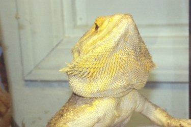 Blaze chin