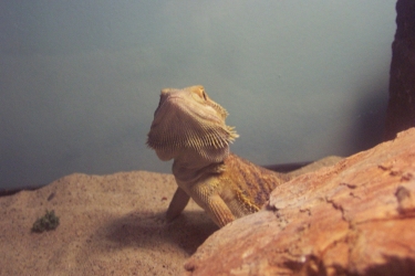 Blaze peekaboo