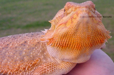 ceasar