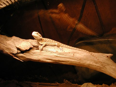 log