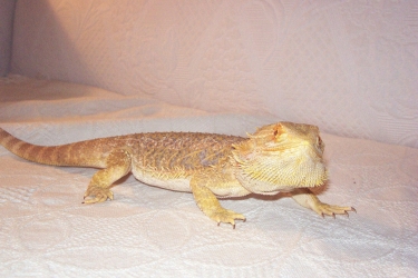 Flame on couch