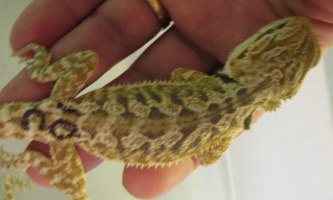 10c