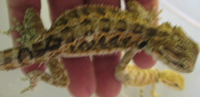 9c
