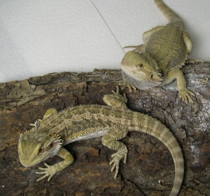 Amber and Rowdy