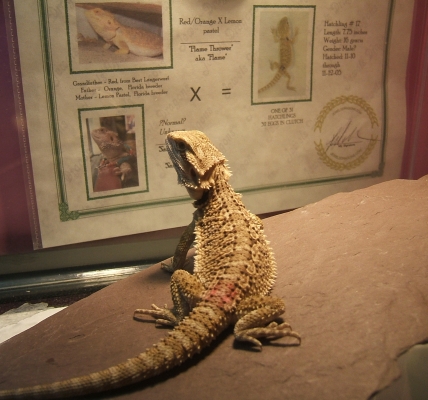 noble Spike