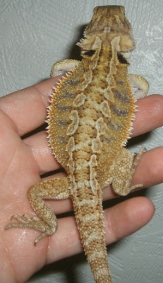 ekidna