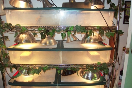 hatchling nursery