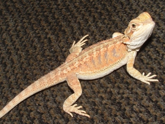 helios