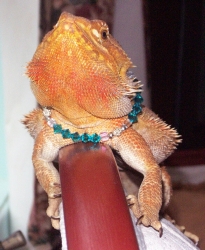 jewelbling