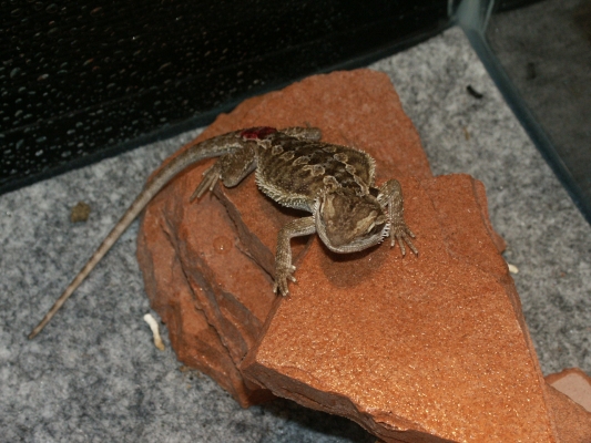 Spike