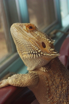 Talon no flash