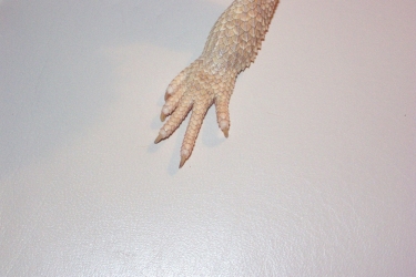 Talonsfoot
